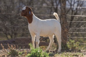 LOT 89 1X BOER GOAT PREGNANT FLOCK DOE BIGGS BOERGOATS