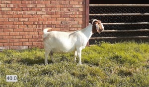 1X BOERBOK OOI/EWE LAS VACUS BOERDERY - STOET