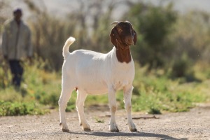 WITHDRAW - LOT 90 1X BOER GOAT DOE BIGGS BOERGOATS