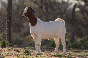 LOT 91 1X BOER GOAT FLOCK DOE BIGGS BOERGOATS