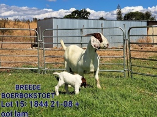 WITHDRAWN - LOT 15 1+1X BOER GOAT DOE BREEDE BOERBOKSTOET