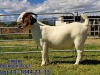 LOT 19 1X BOER GOAT FLOCK DOE BREEDE BOERBOKSTOET