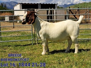 LOT 16 1X BOER GOAT FLOCK DOE BREEDE BOERBOKSTOET