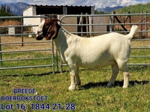 LOT 16 1X BOER GOAT FLOCK DOE BREEDE BOERBOKSTOET
