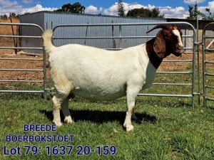 LOT 79 1X BOER GOAT FLOCK DOE BREEDE BOERBOKSTOET