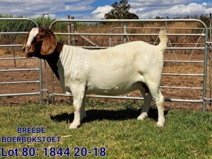 WITHDRAWN - LOT 80 1X BOER GOAT DOE BREEDE BOERBOKSTOET