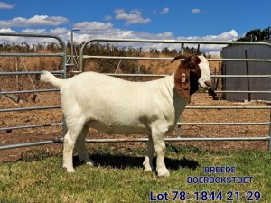 LOT 78 1X BOER GOAT FLOCK DOE BREEDE BOERBOKSTOET