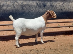 LOT 56 1X BOER GOAT STUD DOE COMPION BOERBOKKE