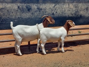 LOT 58 1+1X BOER GOAT FLOCK DOE COMPION BOERBOKKE