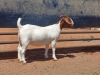 LOT 92 1X BOER GOAT STUD DOE COMPION BOERBOKKE