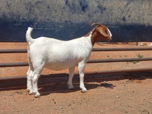 LOT 92 1X BOER GOAT STUD DOE COMPION BOERBOKKE