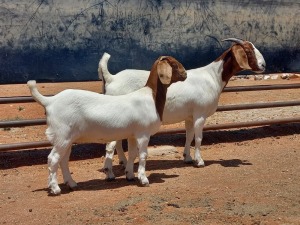 LOT 57 1+1X BOER GOAT FLOCK DOE COMPION BOERBOKKE