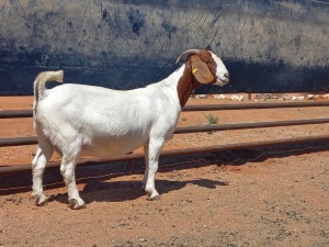 WITHDRAWN - LOT 55 1X BOER GOAT DOE COMPION BOERBOKKE