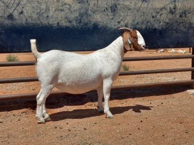 LOT 94 1X BOER GOAT FLOCK DOE COMPION BOERBOKKE