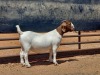 LOT 95 1X BOER GOAT FLOCK DOE COMPION BOERBOKKE