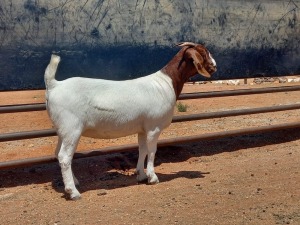 LOT 93 1X BOER GOAT STUD DOE COMPION BOERBOKKE