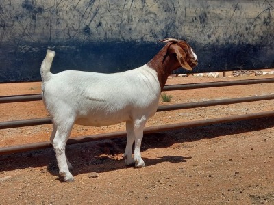 LOT 93 1X BOER GOAT STUD DOE COMPION BOERBOKKE