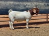 LOT 115 1X BOER GOAT FLOCK BUCK COMPION BOERBOKKE