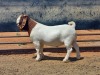 LOT 114 1X BOER GOAT STUD BUCK COMPION BOERBOKKE