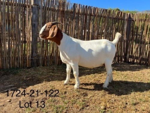 LOT 13 1X BOER GOAT PREGNANT FLOCK DOE DERDERIVIER BOERBOKSTOET