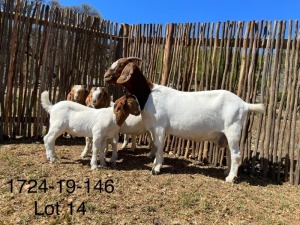 LOT 14 1+3X BOER GOAT STUD DOE DERDERIVIER BOERBOKSTOET