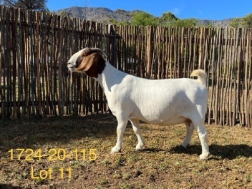 LOT 11 1X BOER GOAT FLOCK DOE DERDERIVIER BOERBOKSTOET
