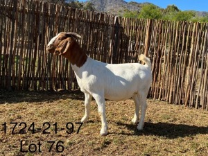 LOT 76 1X BOER GOAT FLOCK DOE DERDERIVIER BOERBOKSTOET