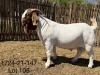 WITHDRAWN - LOT 105 1X BOER GOAT BUCK DERDERIVIER BOERBOKSTOET