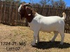 LOT 107 1X BOERGOAT FLOCK BUCK BIEDOUW BOERBOKSTOET - 2