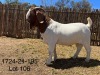 LOT 106 1X BOER GOAT STUD BUCK DERDERIVIER BOERBOKSTOET