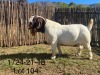 LOT 104 1X BOER GOAT FLOCK BUCK DERDERIVIER BOERBOKSTOET