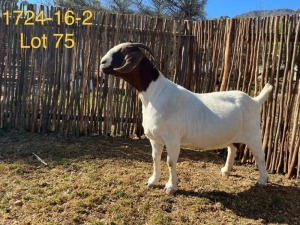 WITHDRAWN - LOT 75 1X BOER GOAT DOE DERDERIVIER BOERBOKSTOET