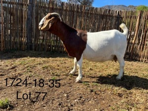 WITHDRAWN - LOT 77 1X BOER GOAT DOE DERDERIVIER BOERBOKSTOET