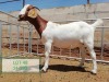 LOT 48 1X BOER GOAT FLOCK DOE DROEKRAAL BOERBOKSTOET