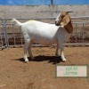 LOT 47 1X BOER GOAT FLOCK DOE DROEKRAAL BOERBOKSTOET