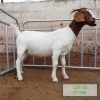 LOT 45 1X BOER GOAT FLOCK DOE DROEKRAAL BOERBOKSTOET