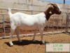 LOT 49 1X BOER GOAT FLOCK DOE DROEKRAAL BOERBOKSTOET