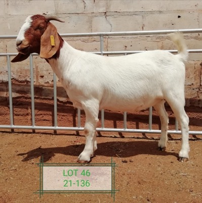 LOT 46 1X BOER GOAT FLOCK DOE DROEKRAAL BOERBOKSTOET