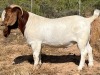 LOT 110 1X BOER GOAT STUD BUCK JOURDAN BOERBOKSTOET