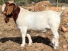 LOT 110 1X BOER GOAT STUD BUCK JOURDAN BOERBOKSTOET - 2