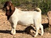 LOT 111 1X BOER GOAT STUD BUCK JOURDAN BOERBOKSTOET