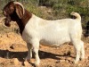 LOT 111 1X BOER GOAT STUD BUCK JOURDAN BOERBOKSTOET - 2