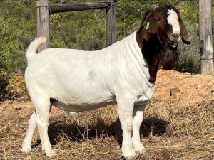 LOT 112 1X BOER GOAT FLOCK BUCK JOURDAN BOERBOKSTOET