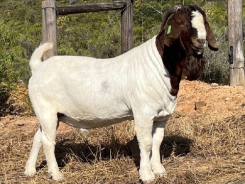 LOT 112 1X BOER GOAT FLOCK BUCK JOURDAN BOERBOKSTOET