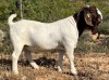 LOT 112 1X BOER GOAT FLOCK BUCK JOURDAN BOERBOKSTOET - 2