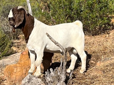 LOT 126 1X BOER GOAT FLOCK BUCK JOURDAN BOERBOKSTOET