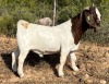 LOT 126 1X BOER GOAT FLOCK BUCK JOURDAN BOERBOKSTOET - 2