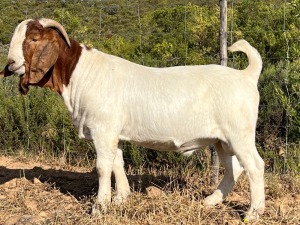 LOT 127 1X BOER GOAT STUD BUCK JOURDAN BOERBOKSTOET