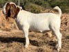 LOT 127 1X BOER GOAT STUD BUCK JOURDAN BOERBOKSTOET - 2