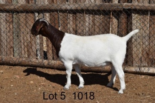 WITHDRAWN - LOT 5 1X BOER GOAT JT BOERBOKSTOET 